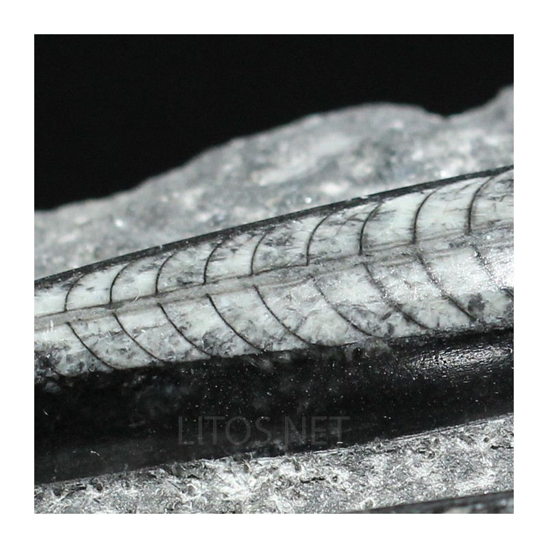 Orthoceras michelinoceras s.p. fosil