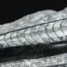 Orthoceras michelinoceras s.p. fosil