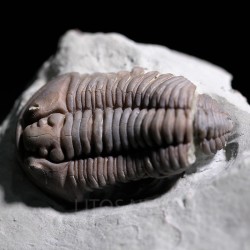 Trilobite flexicalimene