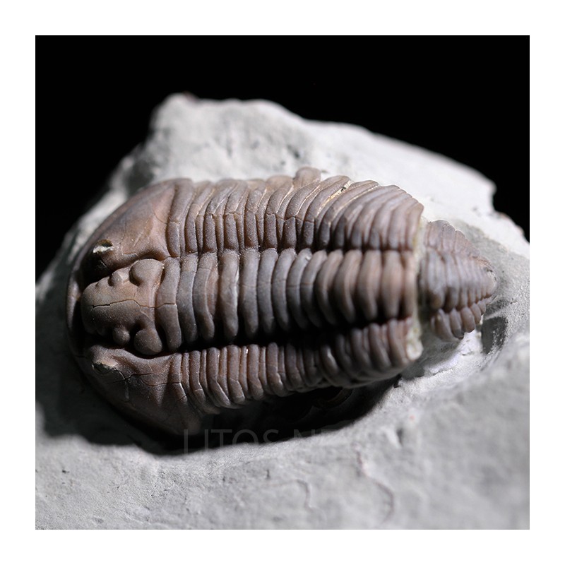 Trilobite flexicalimene