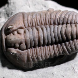 Trilobite flexicalimene