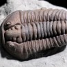 Trilobite flexicalimene