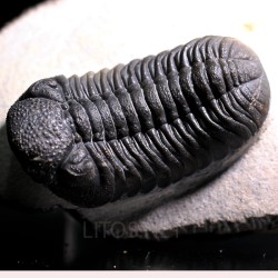 Trilobites morocops ovatus