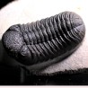 Trilobites morocops ovatus