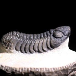 Trilobites morocops ovatus