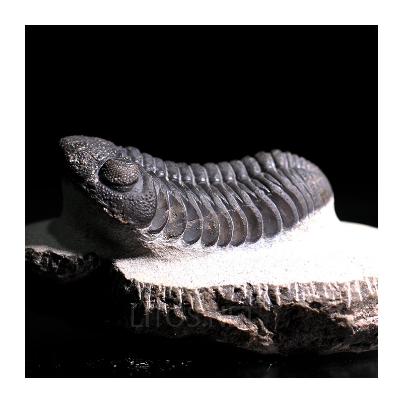 Trilobites morocops ovatus