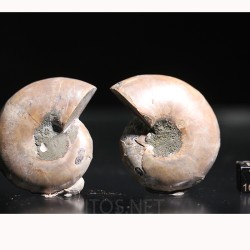 Ammonite fosil cleoniceras