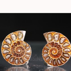 Ammonite fosil cleoniceras
