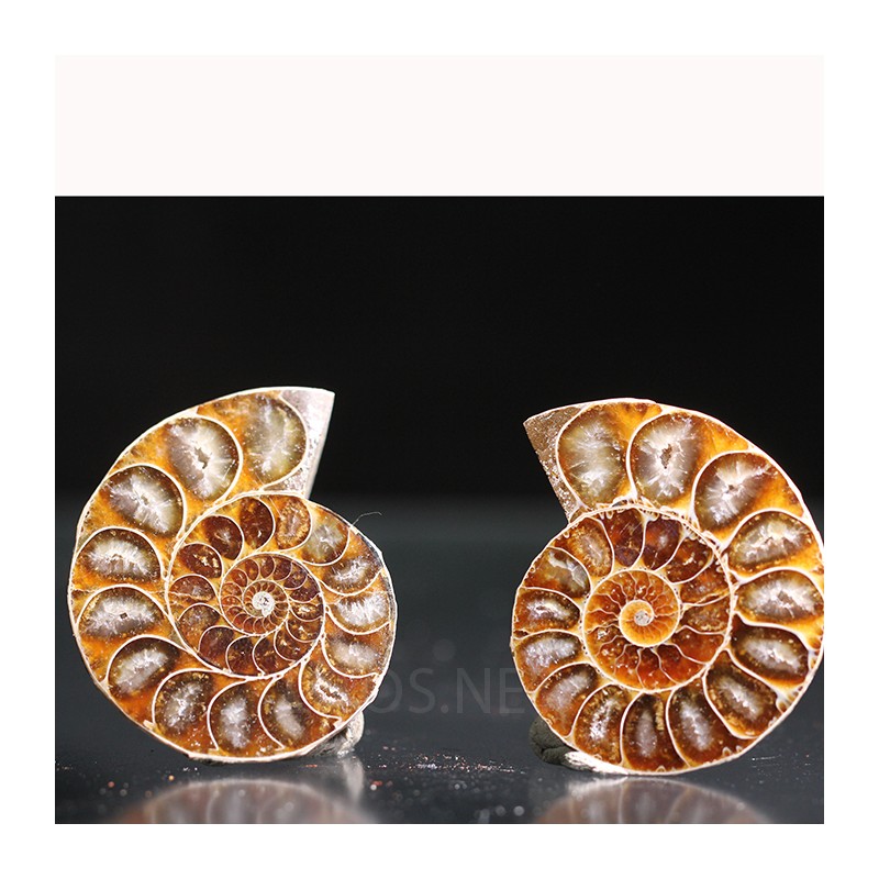 Ammonite fosil cleoniceras