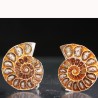 Ammonite fosil cleoniceras