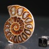 Ammonite fosil cleoniceras
