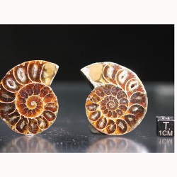 Ammonite fosil cleoniceras