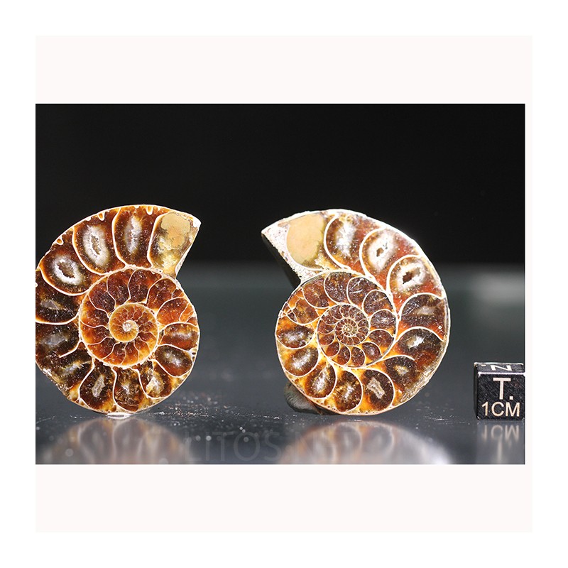 Ammonite fosil cleoniceras