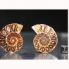 Ammonite fosil cleoniceras