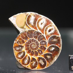 Ammonite fosil cleoniceras