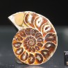 Ammonite fosil cleoniceras
