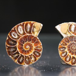 Ammonite fosil cleoniceras