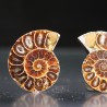 Ammonite fosil cleoniceras