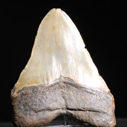 Carcharocles megalodon fosil