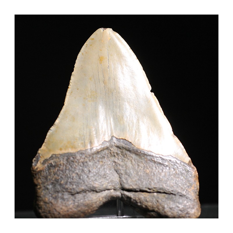 Carcharocles megalodon fosil