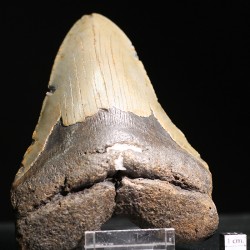 Carcharocles megalodon fosil