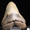 Carcharocles megalodon fosil