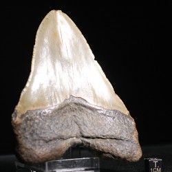 Carcharocles megalodon fosil