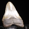 Carcharocles megalodon fosil