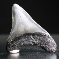 Carcharocles megalodon fosil