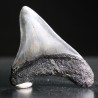 Carcharocles megalodon fosil
