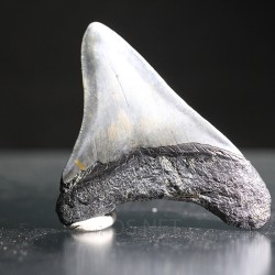 Carcharocles megalodon fosil