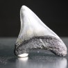 Carcharocles megalodon fosil