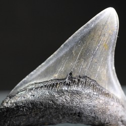 Carcharocles megalodon fosil