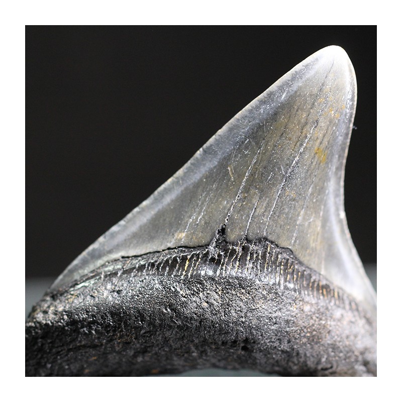 Carcharocles megalodon fosil