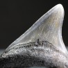 Carcharocles megalodon fosil