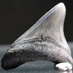 Carcharocles megalodon fosil