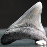 Carcharocles megalodon fosil