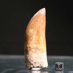 Carcharodontosaurus Saharicus dinosaurio