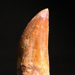 Carcharodontosaurus Saharicus dinosaurio