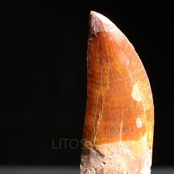 Carcharodontosaurus Saharicus dinosaurio