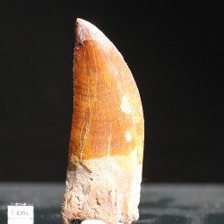 Carcharodontosaurus Saharicus dinosaurio