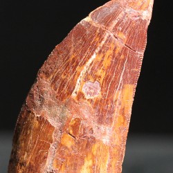 Carcharodontosaurus Saharicus dinosaurio