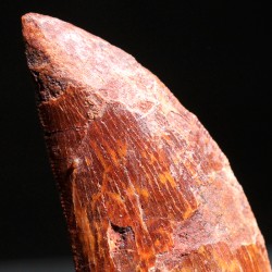 Carcharodontosaurus Saharicus dinosaurio