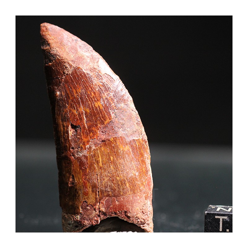 Carcharodontosaurus Saharicus dinosaurio