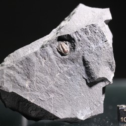 Trilobites koneprusites