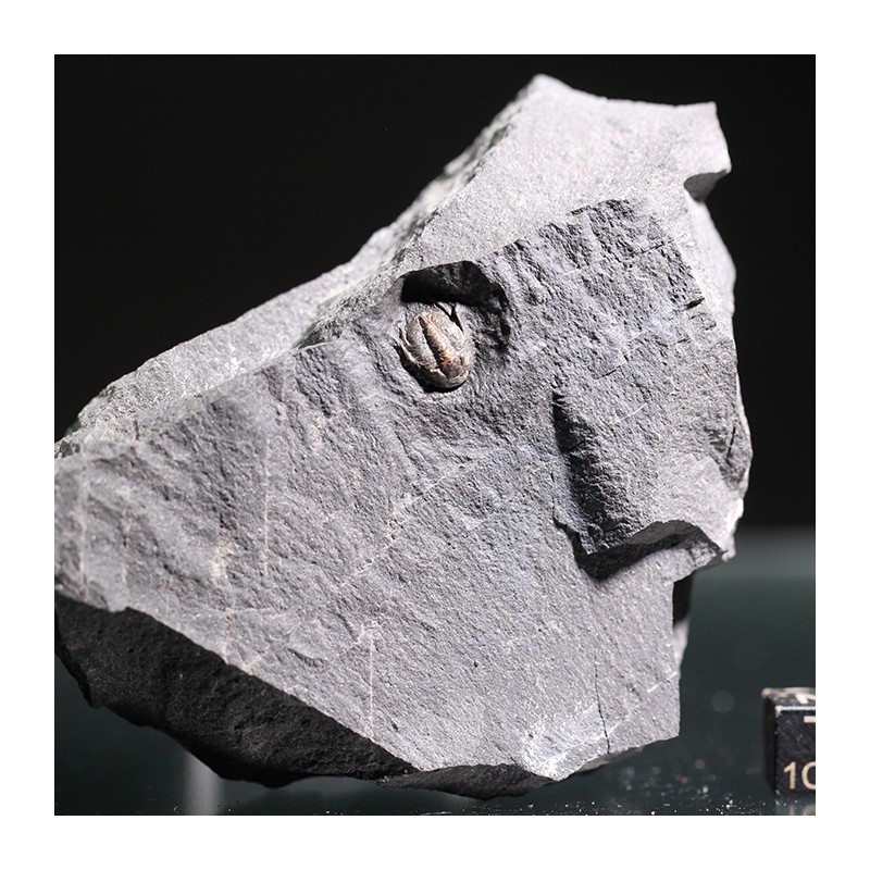 Trilobites koneprusites