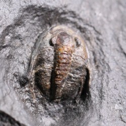 Trilobites koneprusites