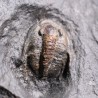 Trilobites koneprusites