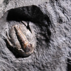 Trilobites koneprusites