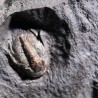 Trilobites koneprusites